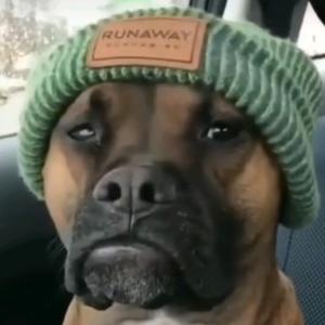 🐶单身狗🐶头像