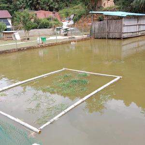 绿雅，林6706。头像