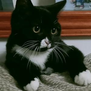 雪域蒲公英头像