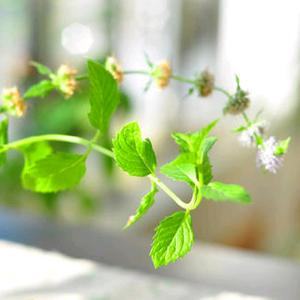 秋天~~落叶头像