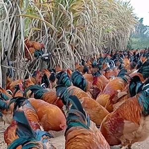 正宗农村散养土鸡（阉鸡）头像