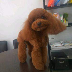 包克图小伙头像