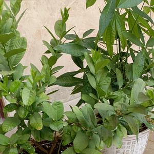 千金食养小院头像