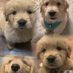 胡🌻🌻🌻🌻头像