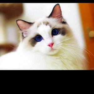 小玉米💤💦头像