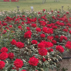 快乐天使🌺头像