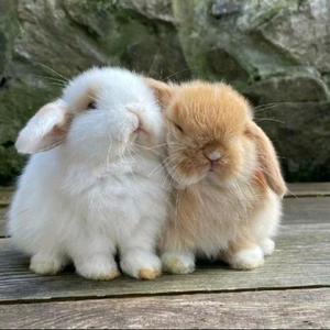 大展宏兔ttt头像