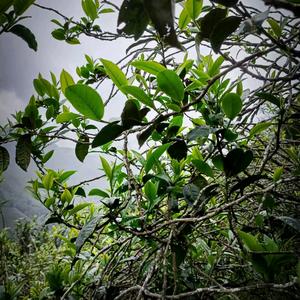 冰岛老寨36 号头像