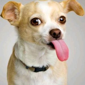 冬天抖三抖头像