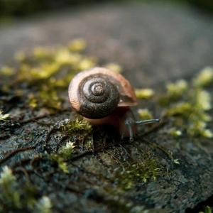 Singularity Snail头像