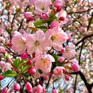 冬去春来666头像