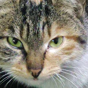 秋 高 🌴 气 爽🌾头像