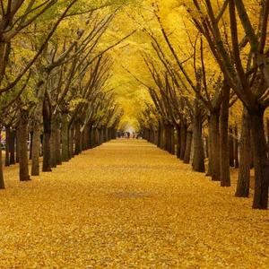 ☁️云淡风轻头像