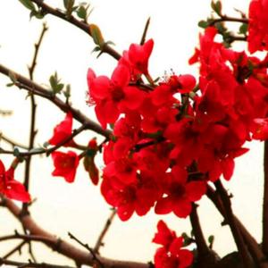 新辰实验幼儿园（王老师）🌸头像