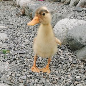 技能课堂 胡老师头像