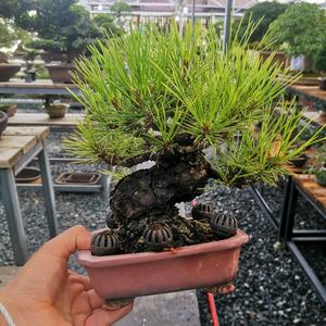 恋花盆景园头像