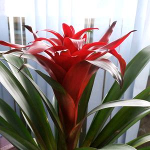 plyl拒绝私聊头像