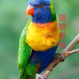 娱乐圈八卦头像
