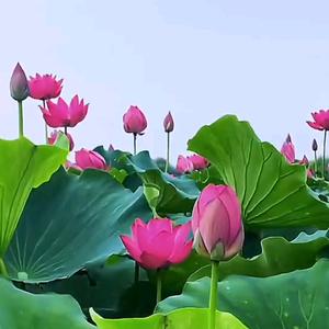 离线享清欢头像