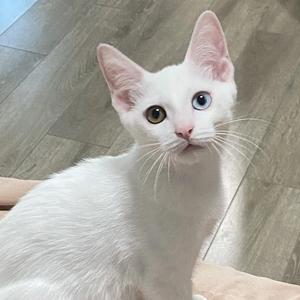 小满🐶大赚🐱头像