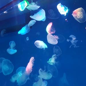 粉红色的兔子头像