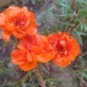 我心痛谁懂头像