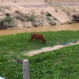 0368黑吃黑枪火自媒体头像