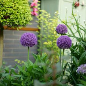 叮当的花园头像