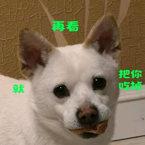 熊熊和狗狗贝塔🚭头像