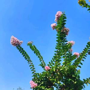 若水三千8881头像