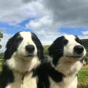 德尚动物医院头像