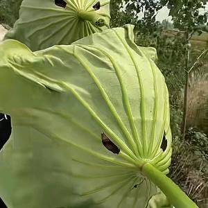 法式小汉堡头像