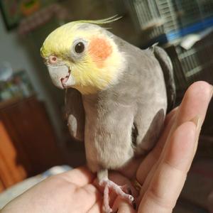 ୧⍤⃝🌻🦜凤宝第一名头像