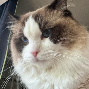 话唠动物园头像