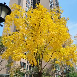 历姐（成长型）头像