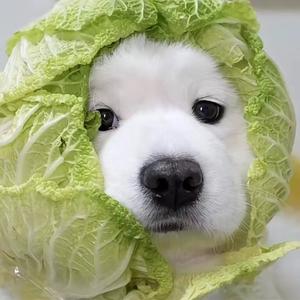 胖虎吃不胖头像