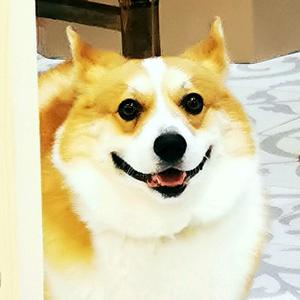 柯基小王子头像