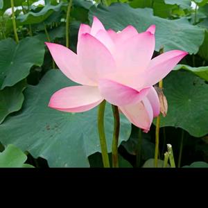 随水追逐丶扬帆起航头像