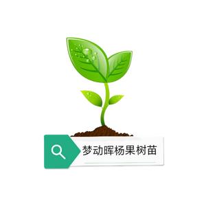 梦动晖杨果树苗木专卖店头像