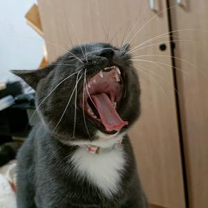 野生的明明头像