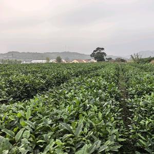 茶园阿姨欢乐多头像