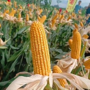 慧田农业头像