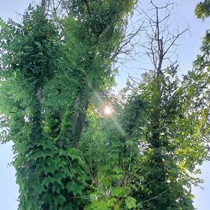 不是树先生📸头像