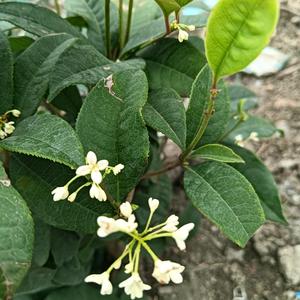 坚强💪💪头像