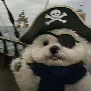 爆率极低的哈吉蜂头像