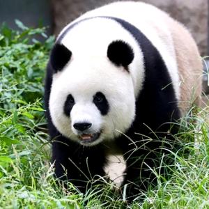 动物奇遇记头像