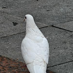 尼尔多隆码头像