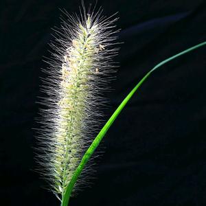 那年花好月圆头像