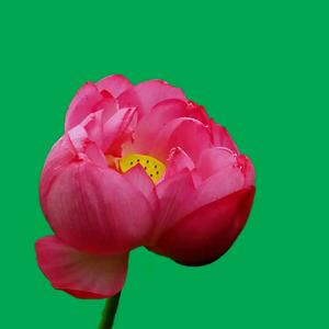 梁氏纸上烤鱼泽国店🌈头像