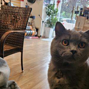 帕帕帕帕皮头像